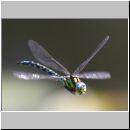 Aeshna cyanea - Blaugruene Mosaikjungfer m05b - Hoerne-Wiese-Tuempel.jpg